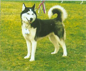 The image “http://www.fildoo.szm.sk/images/5%20140%20Sibir%20husky.jpg” cannot be displayed, because it contains errors. The image “http://www.fildoo.szm.sk/images/5%20140%20Sibir%20husky.jpg” cannot be displayed, because it contains errors.
